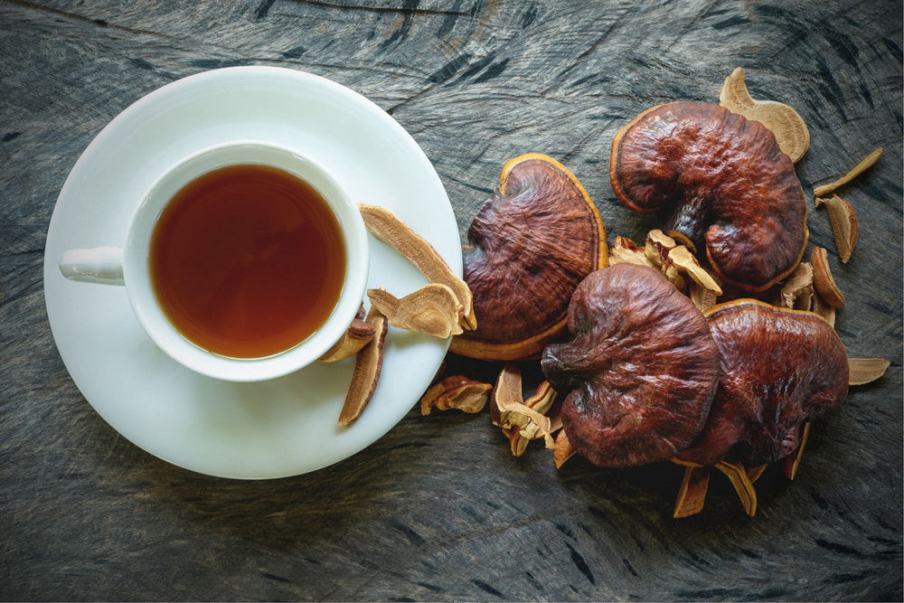 Ganoderma